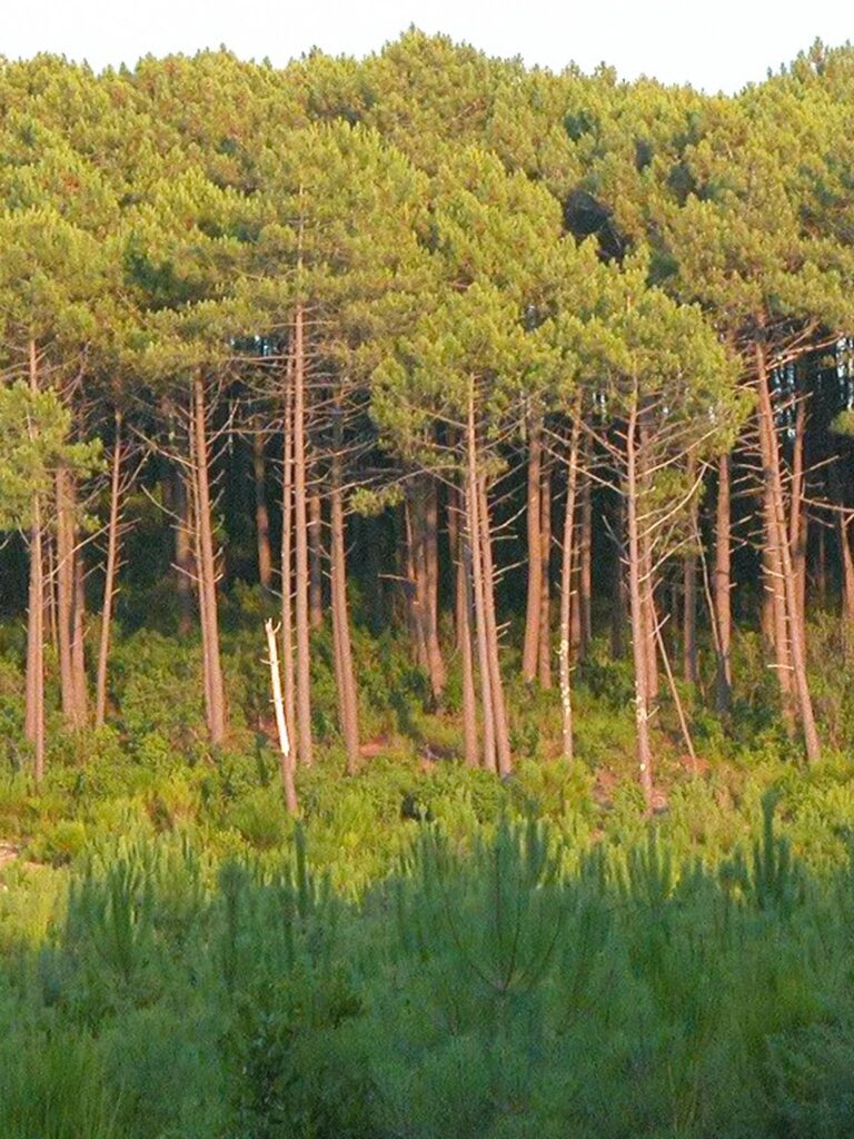 visiter les landes