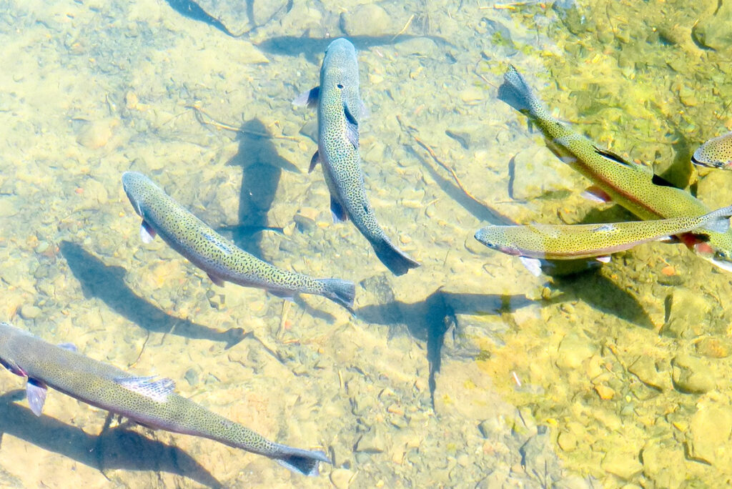Vissen in de rivier de Adour